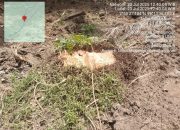 Pengerjaan Tanaman Ulang (TU)di PTPN IV regional 2 Unit Kebun Tonduhan diduga tak sesuai KAK,Ungkap Askep akan Tutup Kontraknya bila emang tidak sesuai