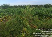 Miris…. Perawatan Tanaman Belum Menghasilkan Di Afdeling V Unit Tinjowan PTPN IV Regional II Palmco Di Duga Anggaran Masuk Kantong