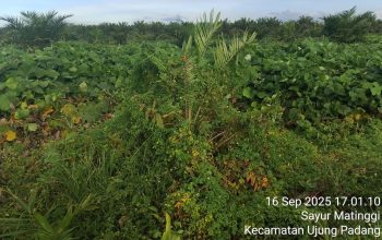 Miris…. Perawatan Tanaman Belum Menghasilkan Di Afdeling V Unit Tinjowan PTPN IV Regional II Palmco Di Duga Anggaran Masuk Kantong